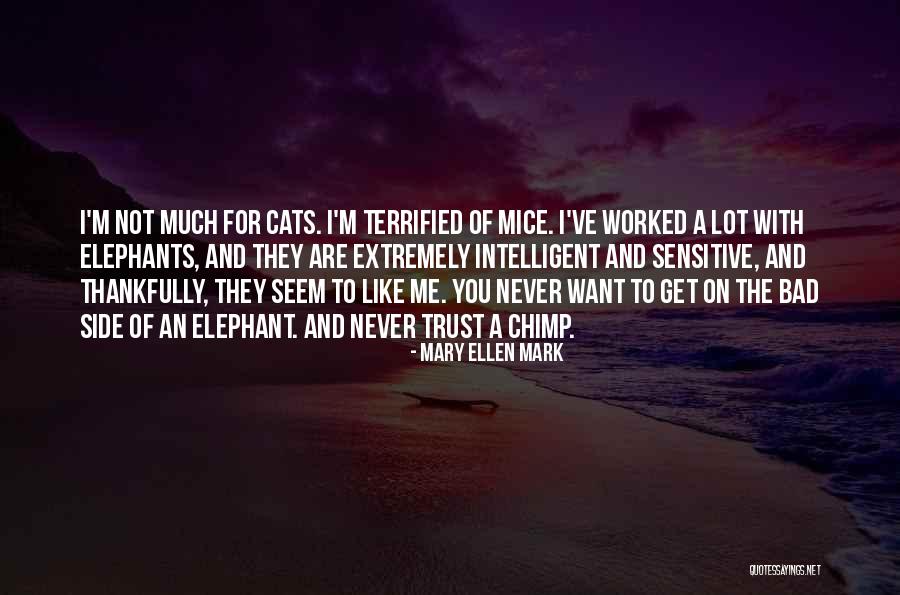 Mary Ellen Quotes By Mary Ellen Mark