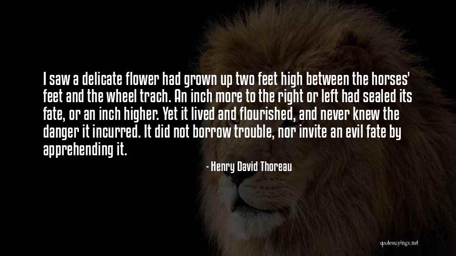 Mevinoline Quotes By Henry David Thoreau Mevinoline Quotes By Henry David Thoreau