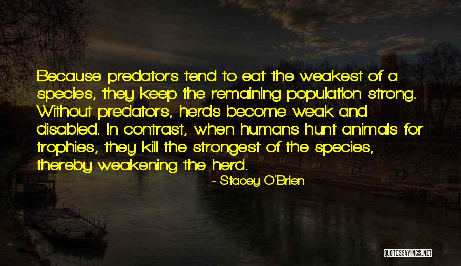 Mijas Wylie Quotes By Stacey O'Brien Mijas Wylie Quotes By Stacey O'Brien