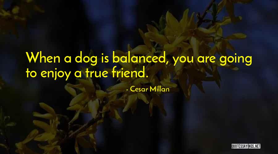 Militant Catholic Quotes By Cesar Millan Militant Catholic Quotes By Cesar Millan