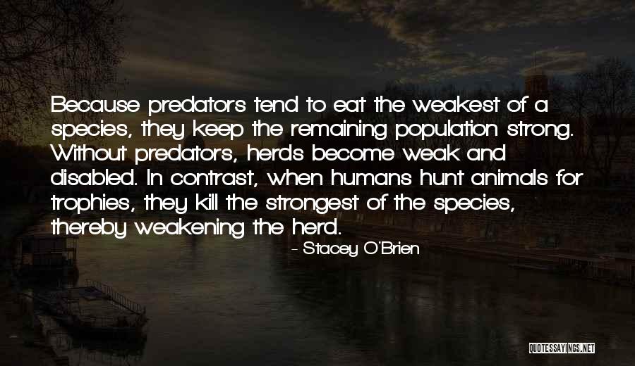 Mimy Sonic Quotes By Stacey O'Brien Mimy Sonic Quotes By Stacey O'Brien