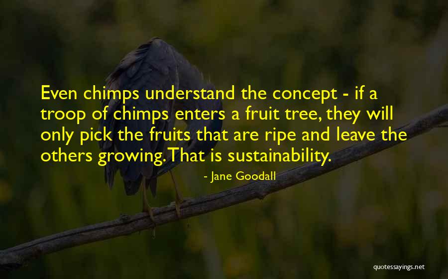 Minimized Windows Quotes By Jane Goodall Minimized Windows Quotes By Jane Goodall