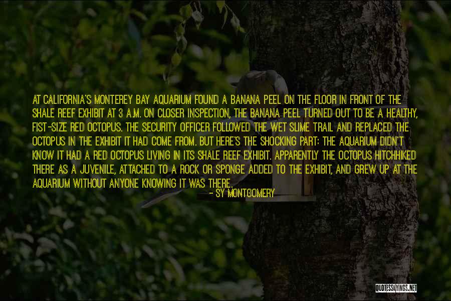 Monterey Quotes By Sy Montgomery Monterey Quotes By Sy Montgomery
