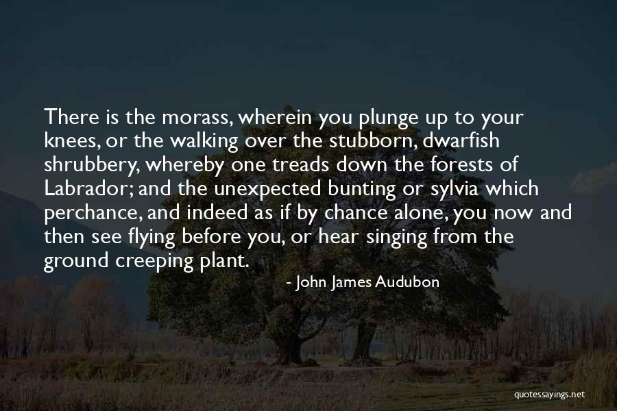 Morass Quotes By John James Audubon Morass Quotes By John James Audubon