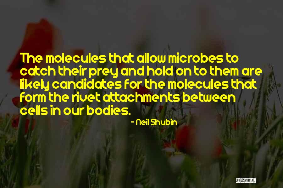 Morissimo Quotes By Neil Shubin