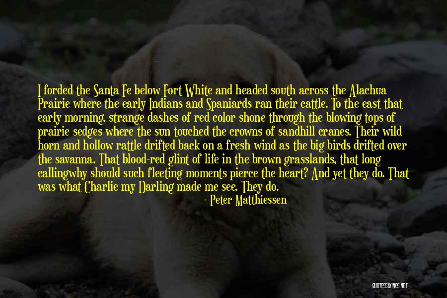 Morning Fresh Quotes By Peter Matthiessen Morning Fresh Quotes By Peter Matthiessen
