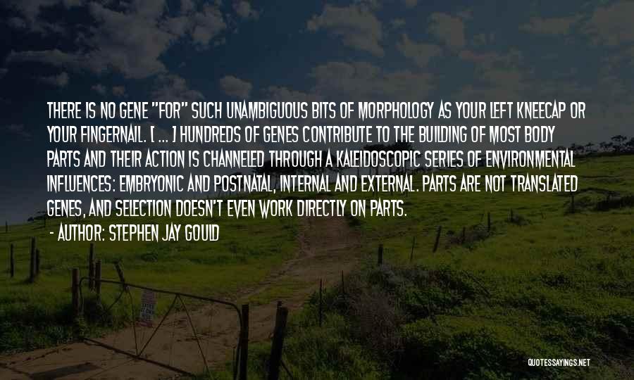 Morphology Quotes By Stephen Jay Gould