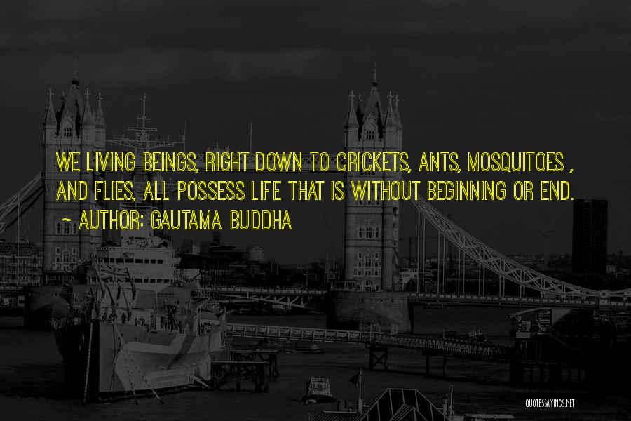 Mosquitoes Quotes By Gautama Buddha