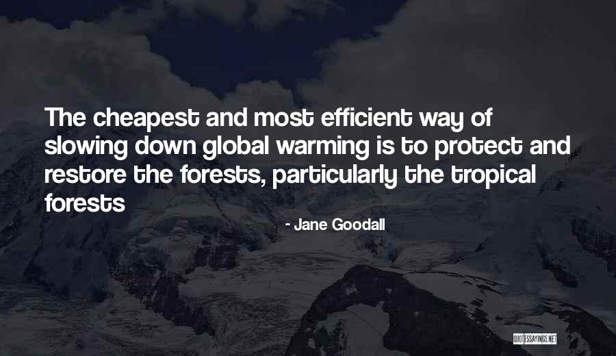 Most Famous Pirate Quotes By Jane Goodall Most Famous Pirate Quotes By Jane Goodall