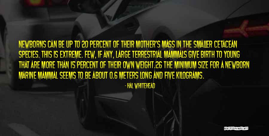 Mother Birth Quotes By Hal Whitehead Mother Birth Quotes By Hal Whitehead