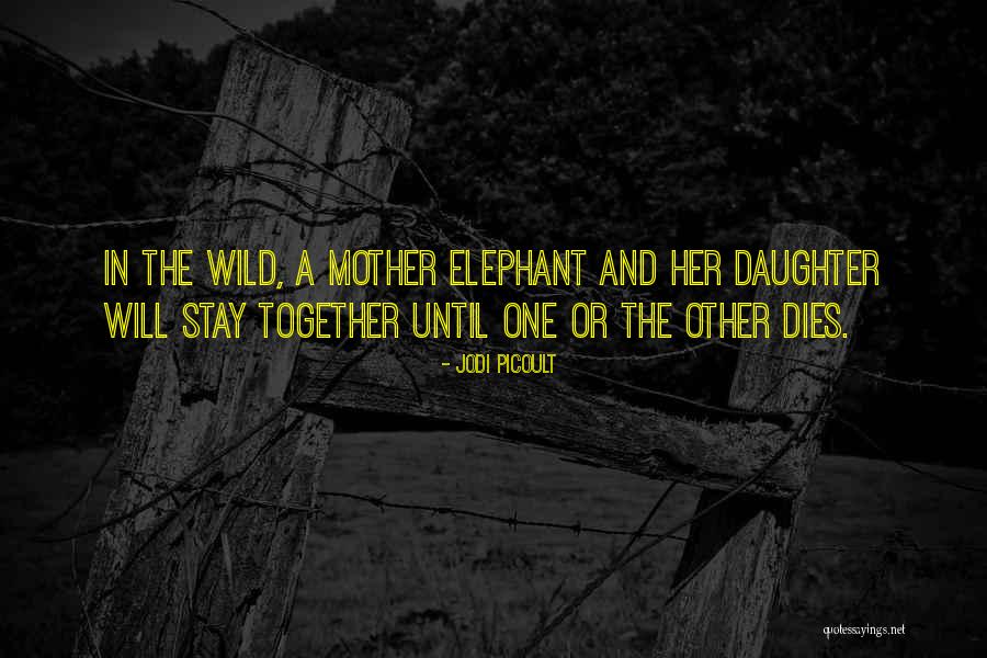 Mother Elephant Quotes By Jodi Picoult Mother Elephant Quotes By Jodi Picoult