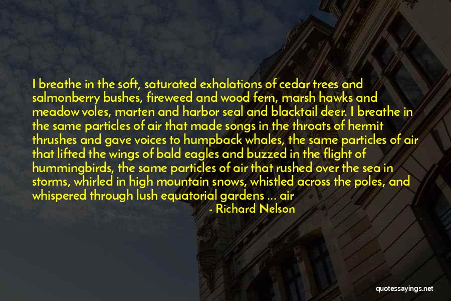 Mountain Meditation Quotes By Richard Nelson Mountain Meditation Quotes By Richard Nelson