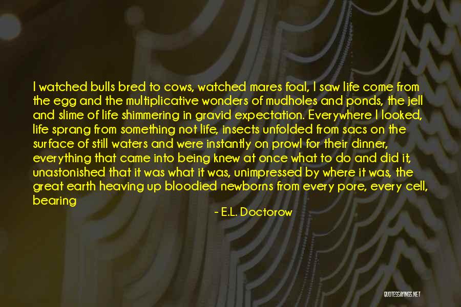 Mountains And Rocks Quotes By E.L. Doctorow Mountains And Rocks Quotes By E.L. Doctorow