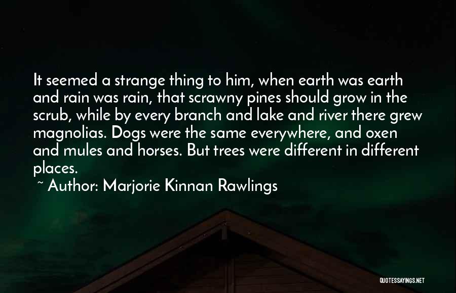 Mules Quotes By Marjorie Kinnan Rawlings