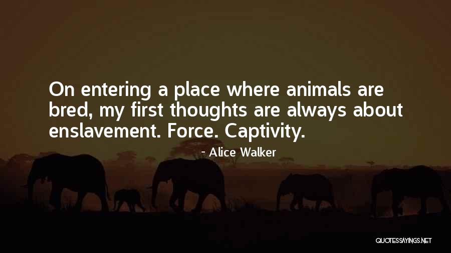 Music Conducting Quotes By Alice Walker Music Conducting Quotes By Alice Walker