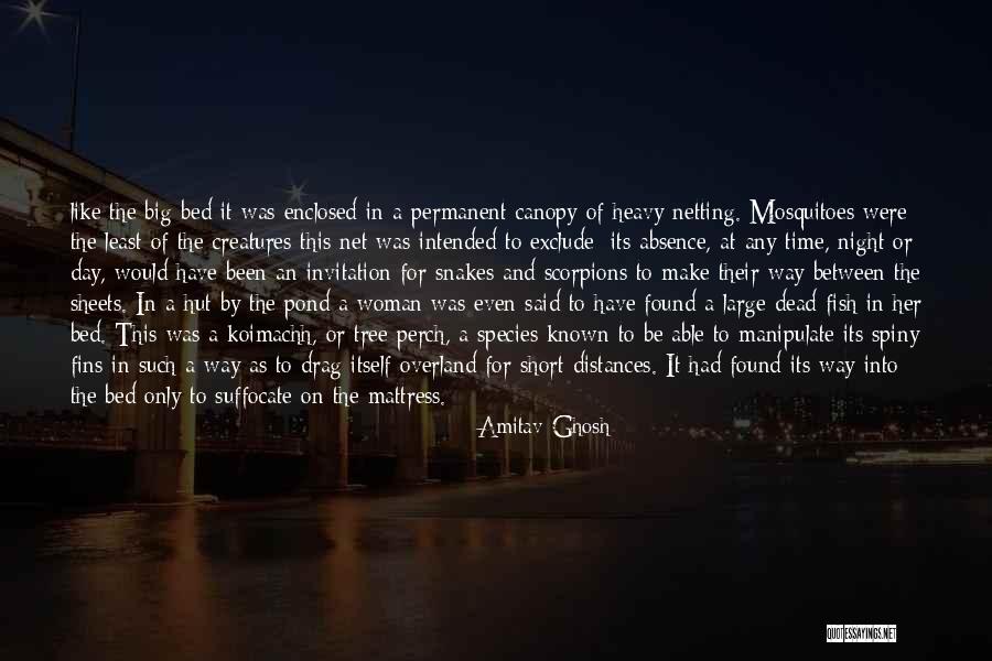 Netting Quotes By Amitav Ghosh