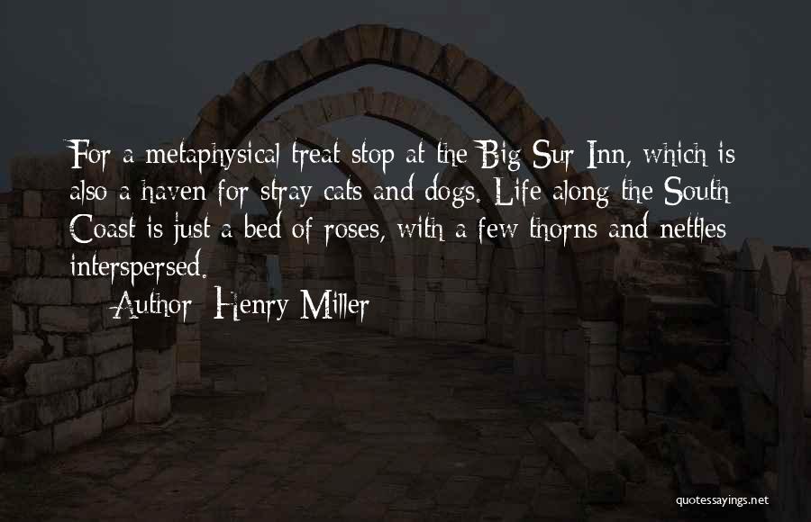 Nettles Quotes By Henry Miller