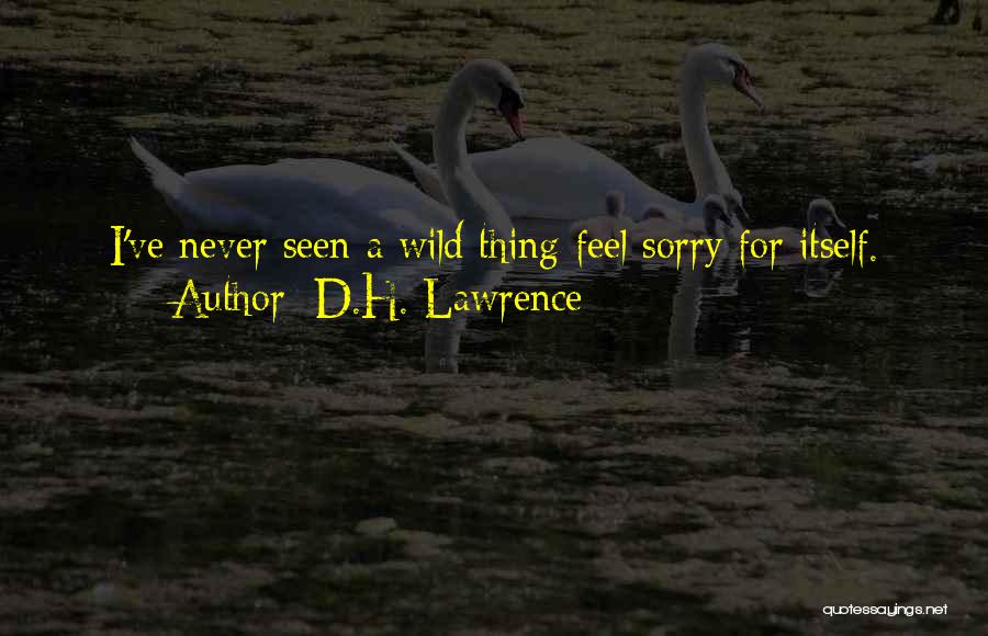 Never Feel Sorry Quotes By D.H. Lawrence