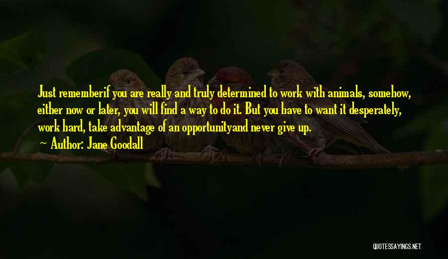 Never Give Up Work Quotes By Jane Goodall