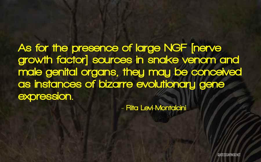 Ngf Quotes By Rita Levi-Montalcini Ngf Quotes By Rita Levi-Montalcini
