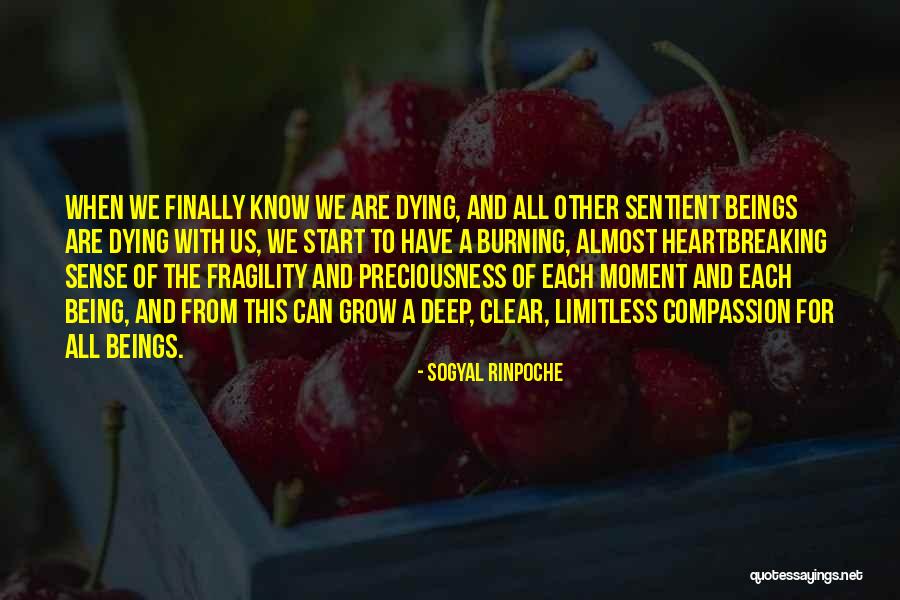 Nicole Sabon Quotes By Sogyal Rinpoche Nicole Sabon Quotes By Sogyal Rinpoche