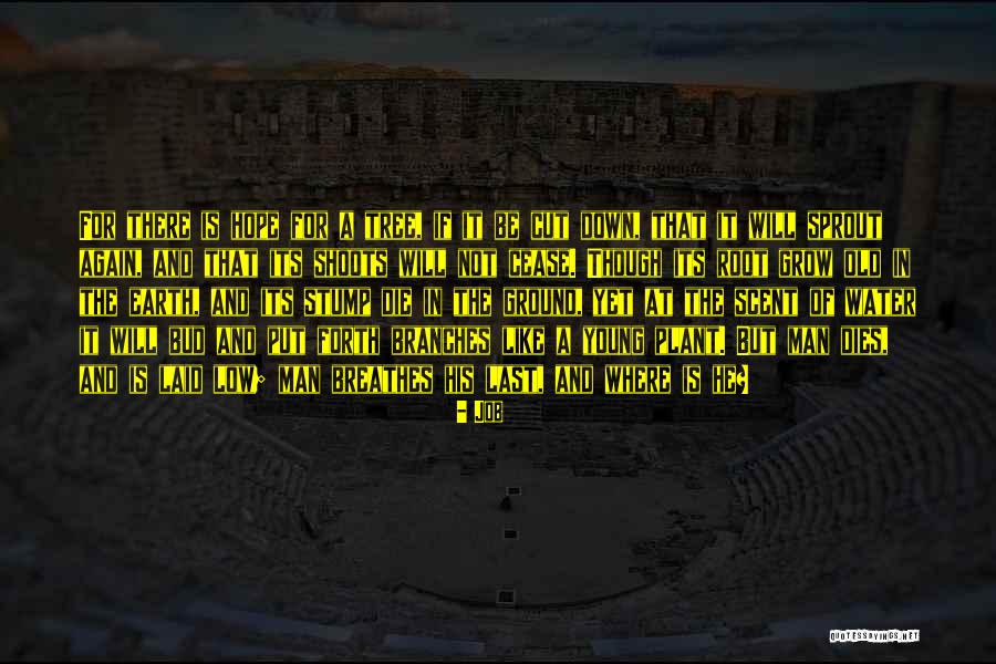 Nishiadadiva Quotes By Job Nishiadadiva Quotes By Job