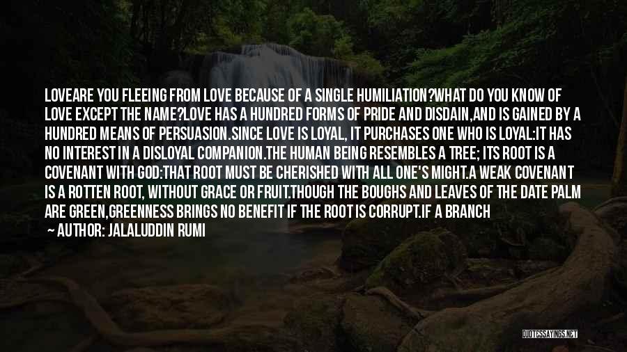 No Pride In Love Quotes By Jalaluddin Rumi