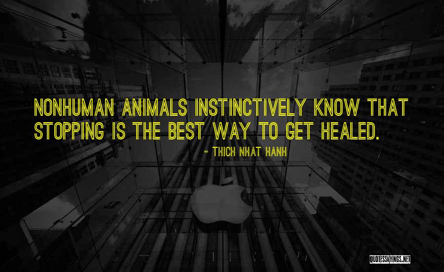 Nonhuman Animals Quotes By Thich Nhat Hanh Nonhuman Animals Quotes By Thich Nhat Hanh