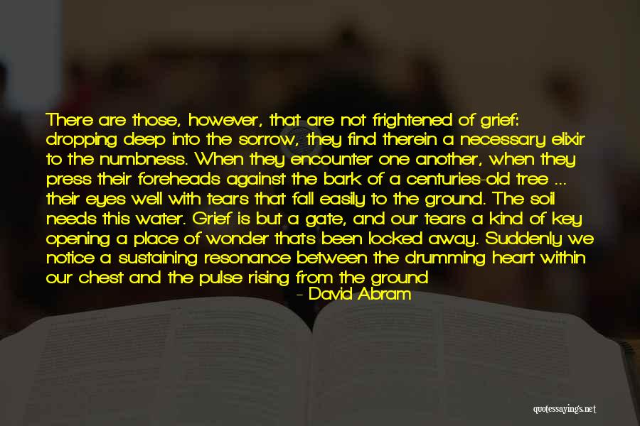 Notice And Wonder Quotes By David Abram Notice And Wonder Quotes By David Abram