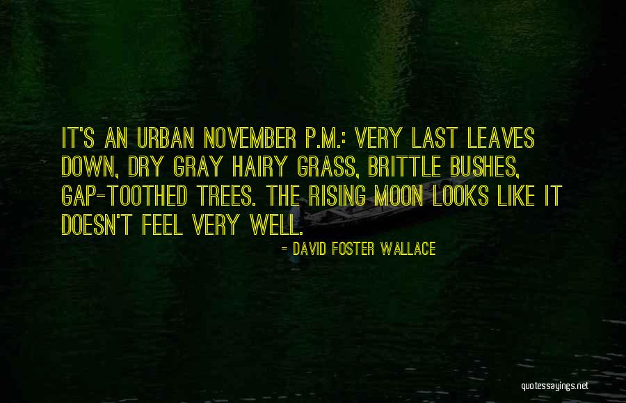 November Quotes By David Foster Wallace November Quotes By David Foster Wallace