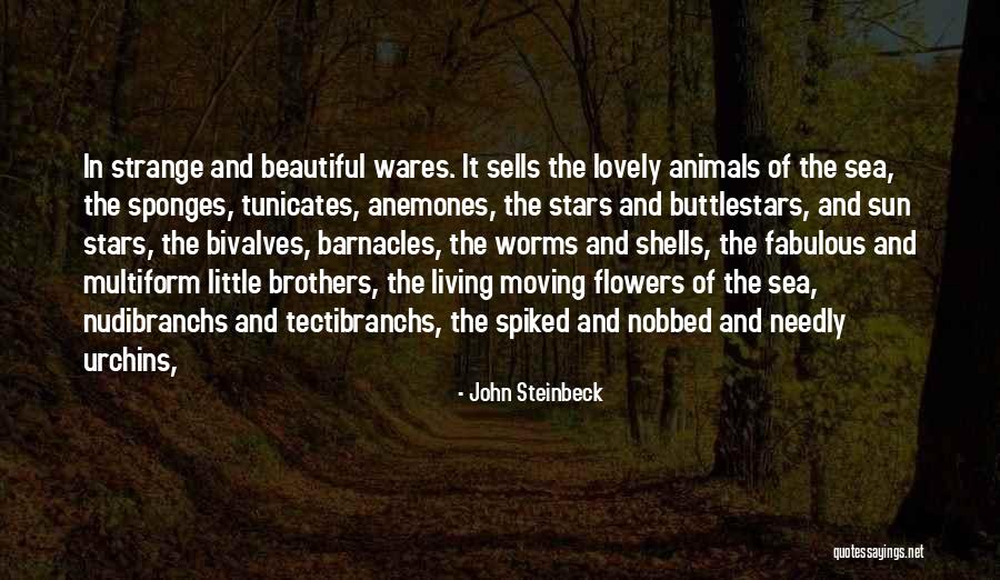 Nudibranchs And Sea Quotes By John Steinbeck Nudibranchs And Sea Quotes By John Steinbeck