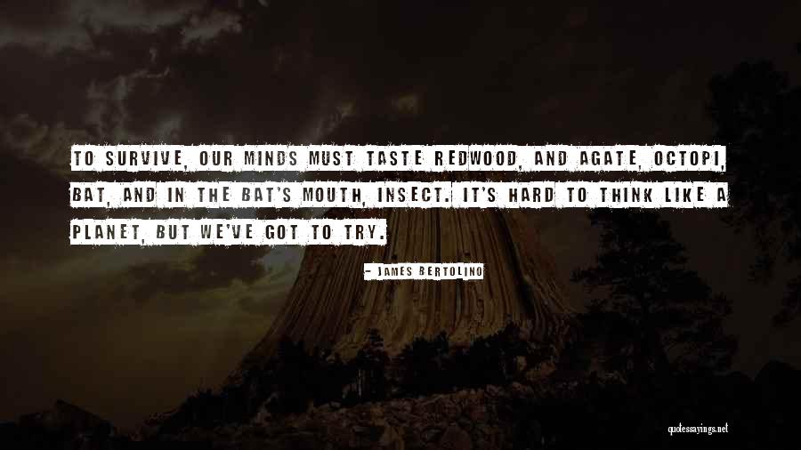 Octopi Quotes By James Bertolino Octopi Quotes By James Bertolino
