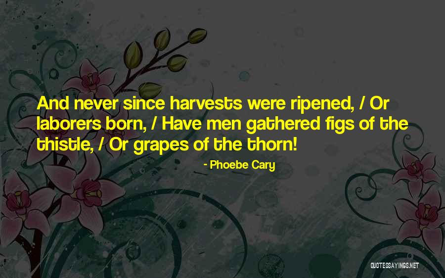 Olian Maternity Quotes By Phoebe Cary Olian Maternity Quotes By Phoebe Cary