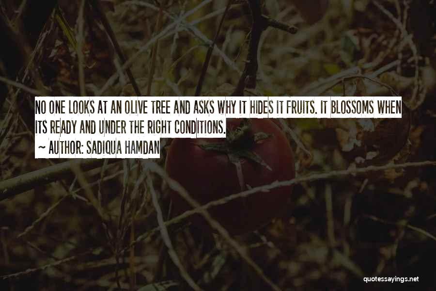 Olive Tree Quotes By Sadiqua Hamdan