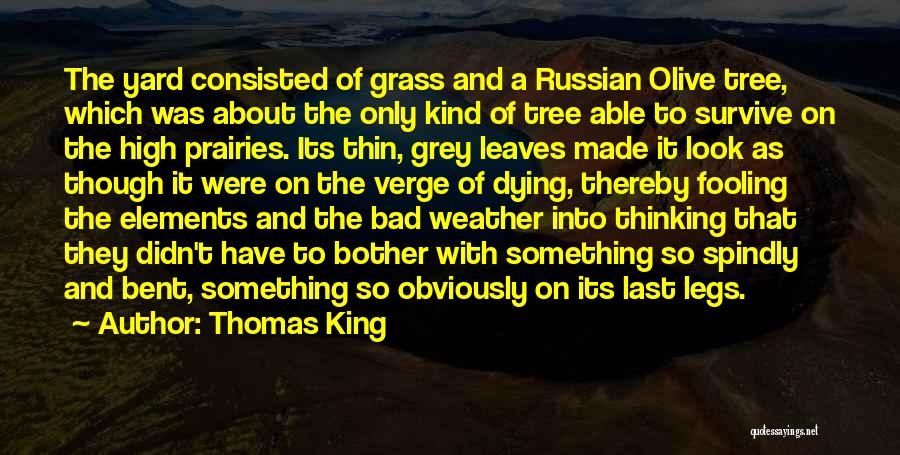 Olive Tree Quotes By Thomas King