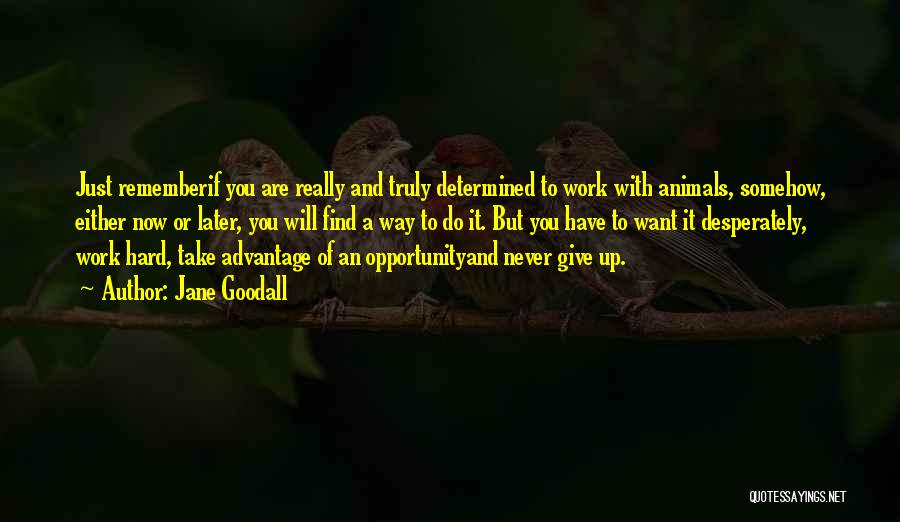 Opportunity And Hard Work Quotes By Jane Goodall