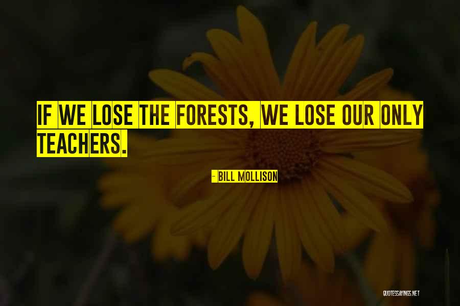 Our Forests Quotes By Bill Mollison