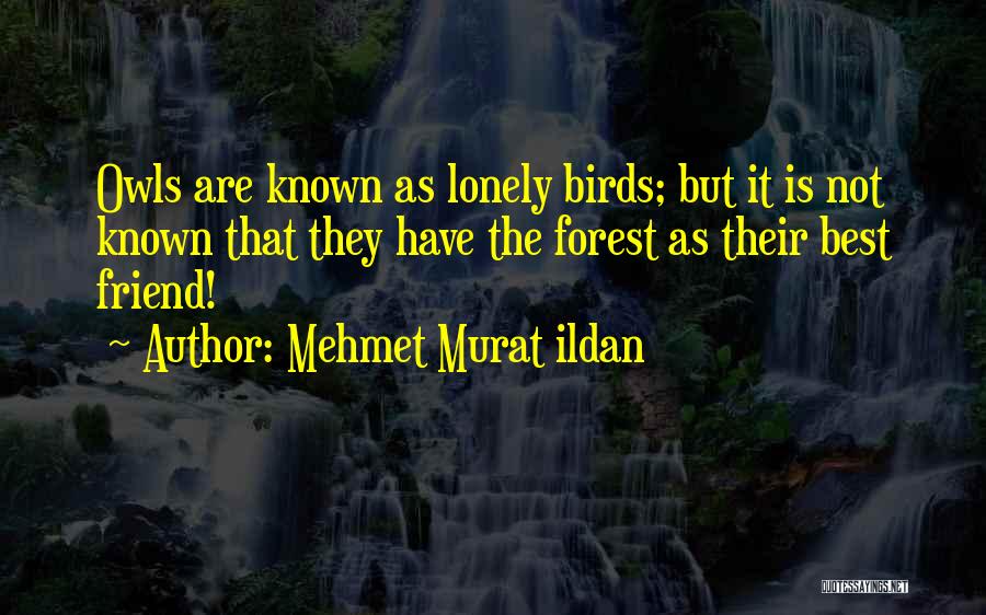 Owls Quotes By Mehmet Murat Ildan