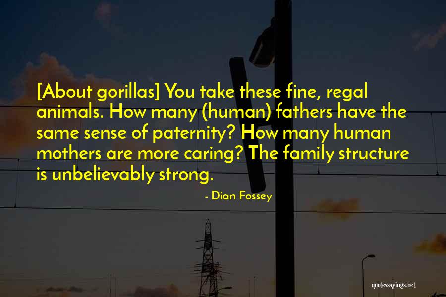 Palooka Quotes By Dian Fossey Palooka Quotes By Dian Fossey