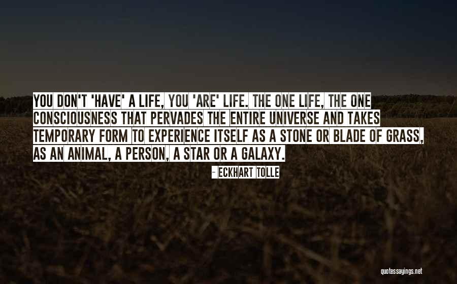 Pattes Test Quotes By Eckhart Tolle Pattes Test Quotes By Eckhart Tolle