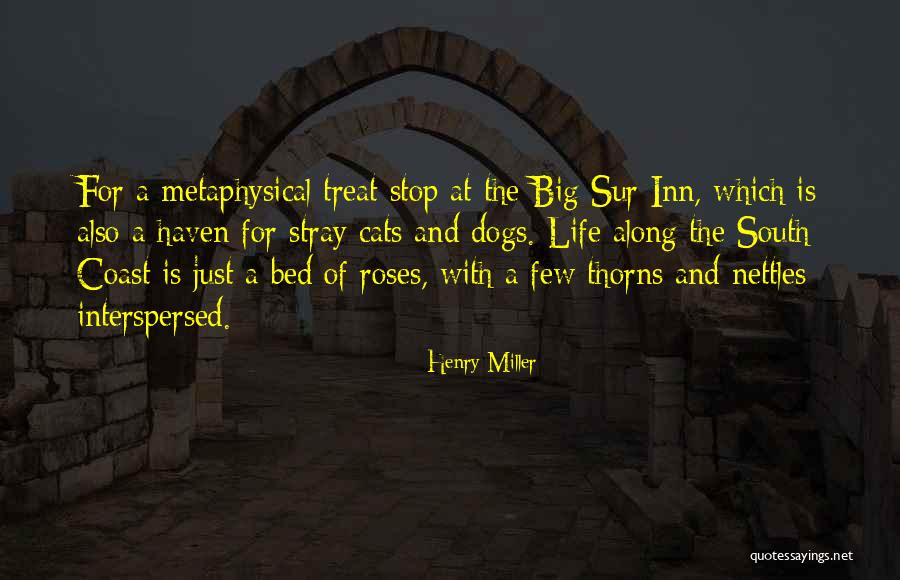 Pepsiisyukblog Quotes By Henry Miller Pepsiisyukblog Quotes By Henry Miller