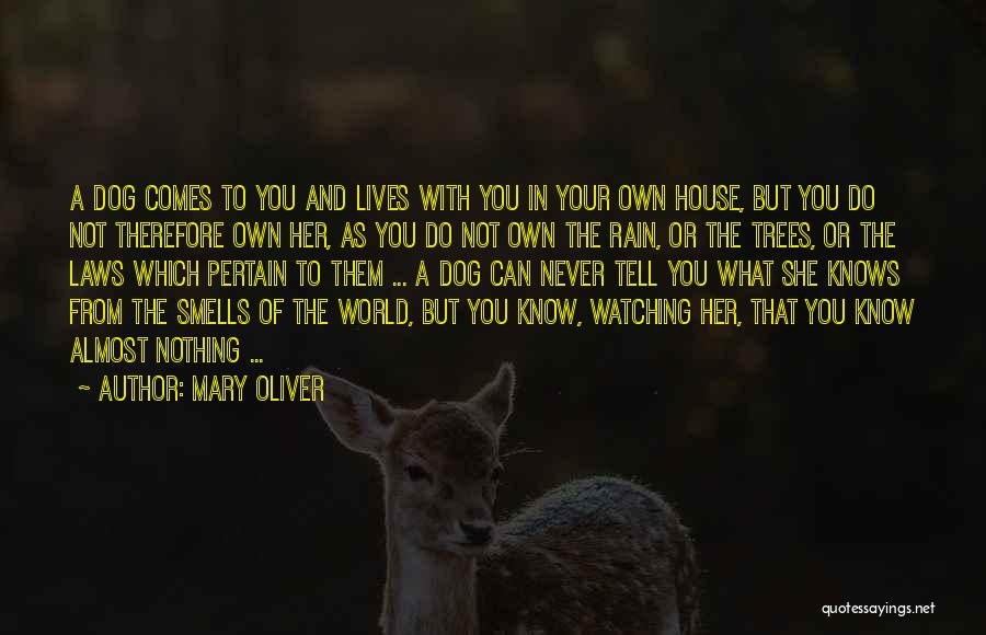 Pertain Quotes By Mary Oliver