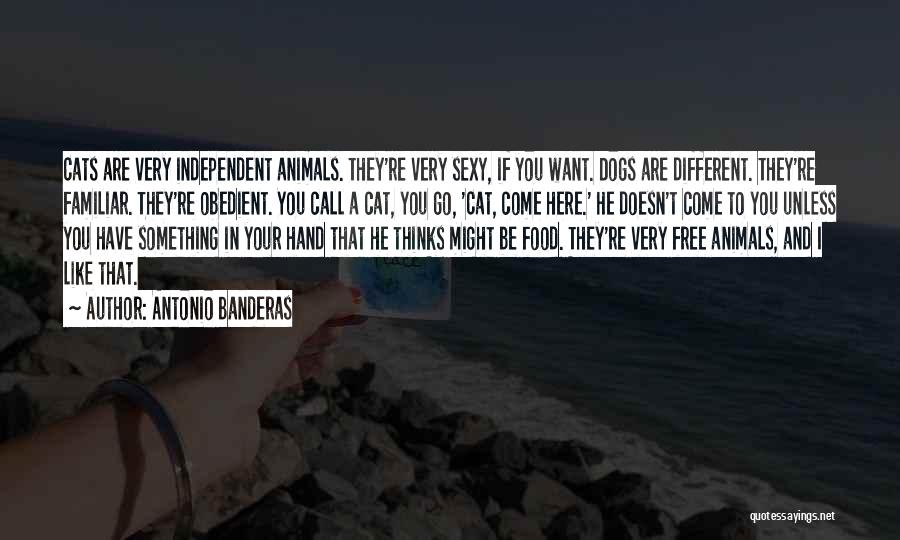 Pet Dogs Quotes By Antonio Banderas