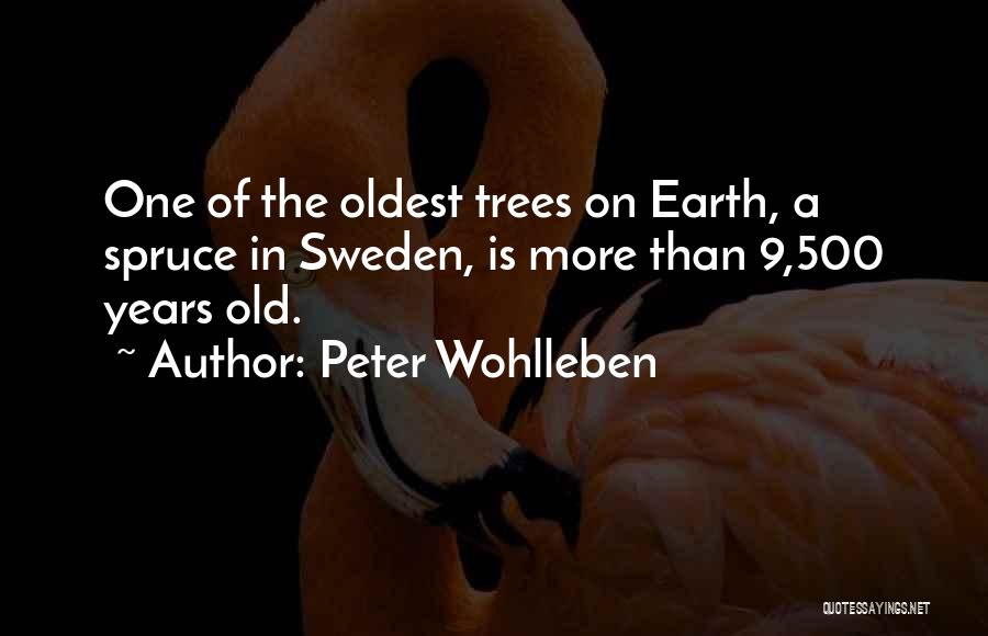 Peter Wohlleben Quotes 1406886