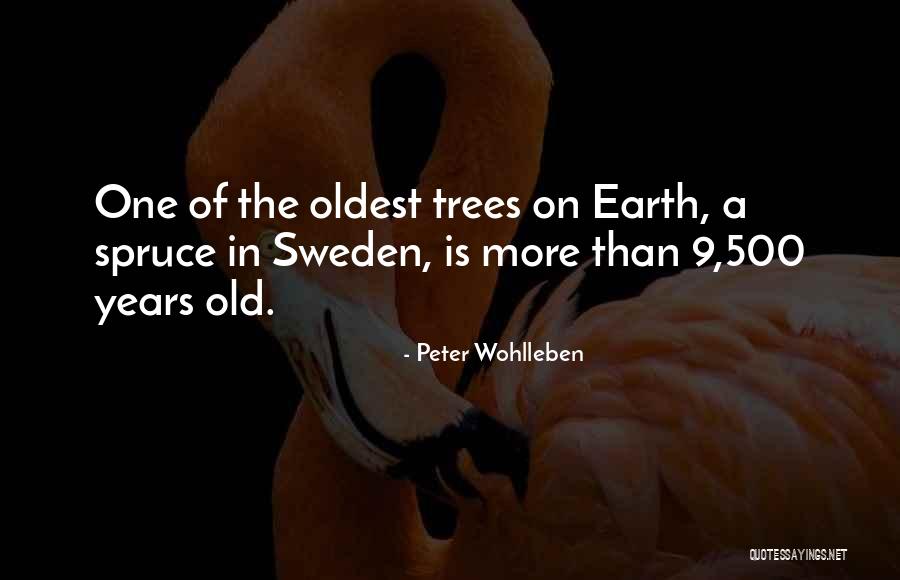 Peter Wohlleben Quotes 1406886 Peter Wohlleben Quotes 1406886