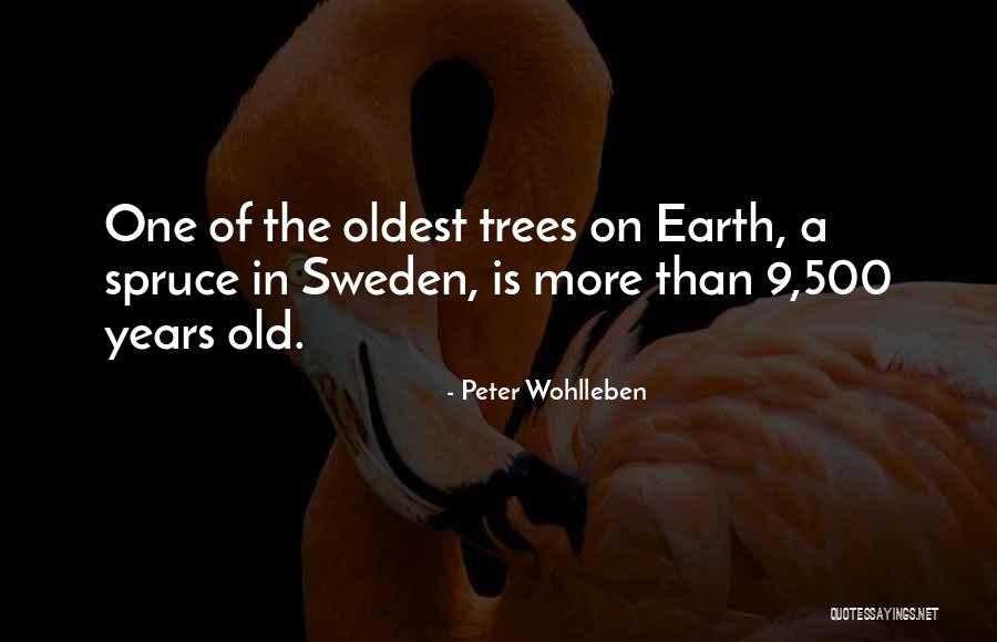 Peter Wohlleben Quotes 1406886