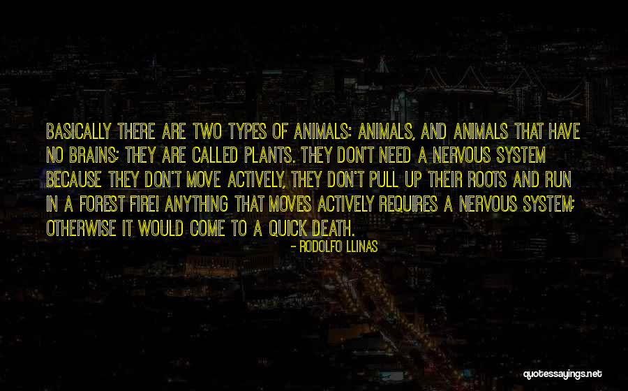 Pezzella Fiorentina Quotes By Rodolfo Llinas Pezzella Fiorentina Quotes By Rodolfo Llinas