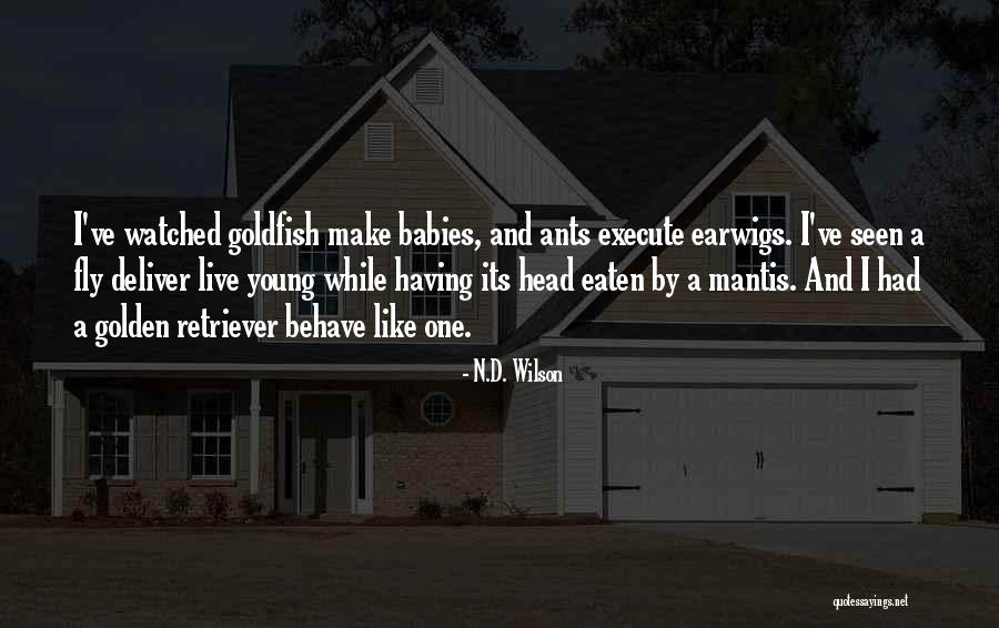 Pgne Quotes By N.D. Wilson Pgne Quotes By N.D. Wilson