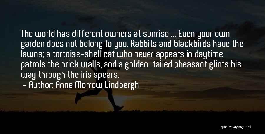 Pheasant Quotes By Anne Morrow Lindbergh
