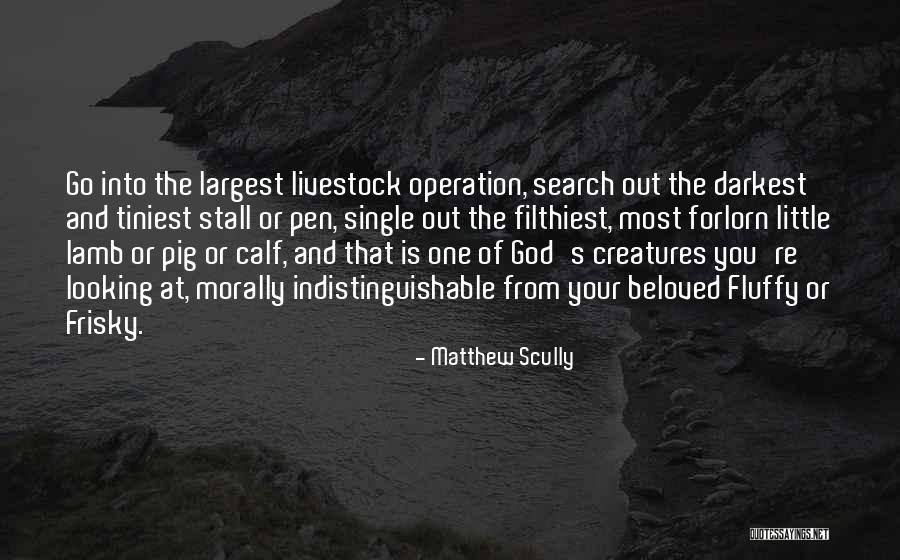 Pig Livestock Quotes By Matthew Scully Pig Livestock Quotes By Matthew Scully